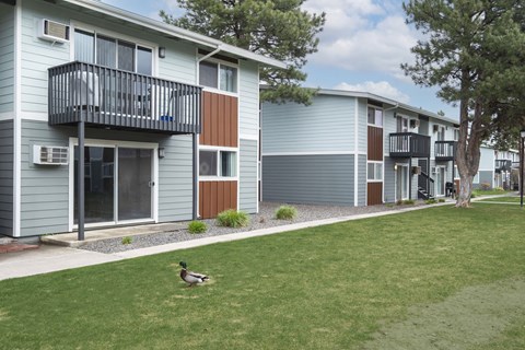 a duck walking in the grass in front of an apartment building